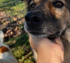 Ringo – Mischling, Männchen, 66 Monate, Nordic Strays e.V. – Foto 8