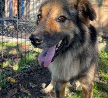 Ringo – Mischling, Männchen, 66 Monate, Nordic Strays e.V. – Foto 9