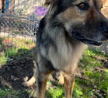 Ringo – Mischling, Männchen, 66 Monate, Nordic Strays e.V. – Foto 10