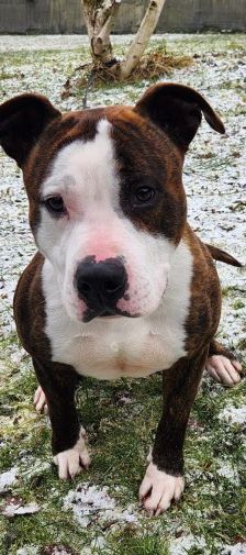 Pierre – Amstaff.-Mix, Männchen, 2 Monate, 70195 Stuttgart-Botnang – Foto 1