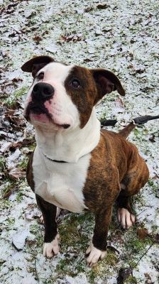 Pierre – Amstaff.-Mix, Männchen, 2 Monate, 70195 Stuttgart-Botnang – Foto 2