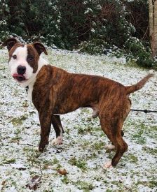 Pierre – Amstaff.-Mix, Männchen, 2 Monate, 70195 Stuttgart-Botnang – Foto 3
