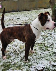 Pierre – Amstaff.-Mix, Männchen, 2 Monate, 70195 Stuttgart-Botnang – Foto 4