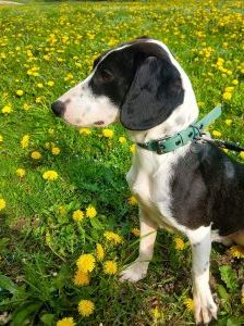 Bibi – Posavac/Beagle Mischling, Männchen, 8 Monate, Nordic Strays e.V. – Foto 2