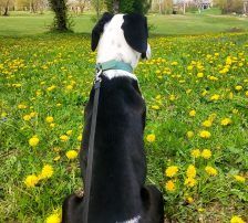 Bibi – Posavac/Beagle Mischling, Männchen, 8 Monate, Nordic Strays e.V. – Foto 6