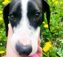 Bibi – Posavac/Beagle Mischling, Männchen, 8 Monate, Nordic Strays e.V. – Foto 7