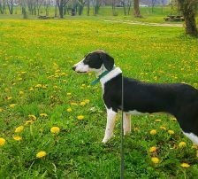 Bibi – Posavac/Beagle Mischling, Männchen, 8 Monate, Nordic Strays e.V. – Foto 8