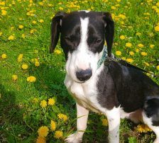 Bibi – Posavac/Beagle Mischling, Männchen, 8 Monate, Nordic Strays e.V. – Foto 10