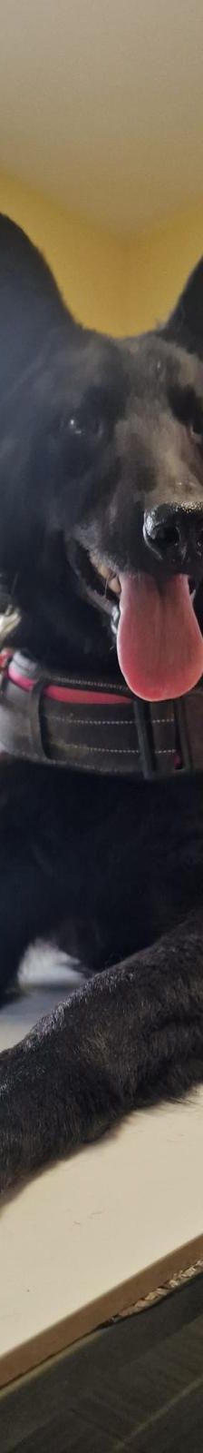 Ache – Schäferhund-Mischling, Männchen, Alter unbekannt, Nordic Strays e.V. – Foto 1