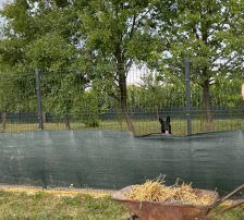 Ache – Schäferhund-Mischling, Männchen, Alter unbekannt, Nordic Strays e.V. – Foto 3
