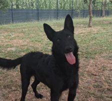 Ache – Schäferhund-Mischling, Männchen, Alter unbekannt, Nordic Strays e.V. – Foto 4