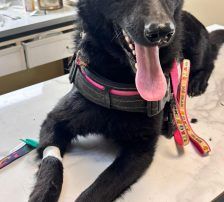 Ache – Schäferhund-Mischling, Männchen, Alter unbekannt, Nordic Strays e.V. – Foto 5