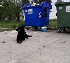 Ache – Schäferhund-Mischling, Männchen, Alter unbekannt, Nordic Strays e.V. – Foto 6