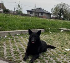 Ache – Schäferhund-Mischling, Männchen, Alter unbekannt, Nordic Strays e.V. – Foto 7