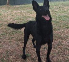 Ache – Schäferhund-Mischling, Männchen, Alter unbekannt, Nordic Strays e.V. – Foto 9
