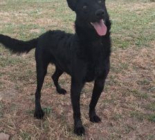 Ache – Schäferhund-Mischling, Männchen, Alter unbekannt, Nordic Strays e.V. – Foto 10