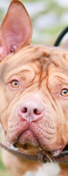 Joker – Staffordshire Terrier Mix, Männchen, 1 Jahr, 13057 Berlin – Foto 1