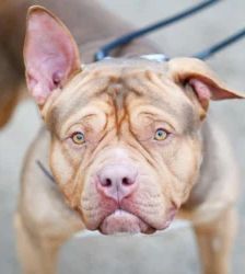 Joker – Staffordshire Terrier Mix, Männchen, 1 Jahr, 13057 Berlin – Foto 2