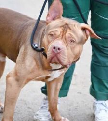 Joker – Staffordshire Terrier Mix, Männchen, 1 Jahr, 13057 Berlin – Foto 3
