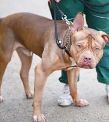 Joker – Staffordshire Terrier Mix, Männchen, 1 Jahr, 13057 Berlin – Foto 4