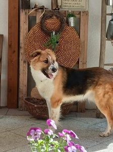 Riko – Mischling, Männchen, 2 Jahre, 97525 Schwebheim – Foto 2