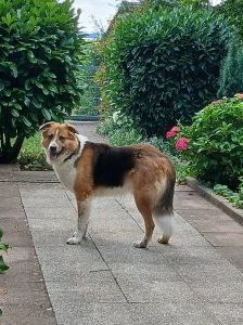 Riko – Mischling, Männchen, 2 Jahre, 97525 Schwebheim – Foto 3