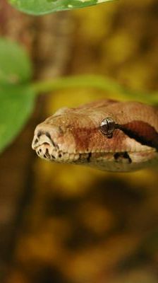 Maro – Abgottschlange (Boa constrictor), Männchen, Alter unbekannt, 13057 Berlin – Foto 1