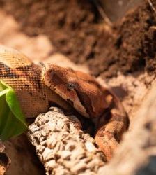 Maro – Abgottschlange (Boa constrictor), Männchen, Alter unbekannt, 13057 Berlin – Foto 2