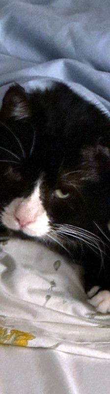 Käpt´n MORLOCK sucht Ankerplatz ohne Crew – Hauskatze, Männchen, 9 Jahre, Nähe Husum – Foto 3