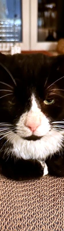 Käpt´n MORLOCK sucht Ankerplatz ohne Crew – Hauskatze, Männchen, 9 Jahre, Nähe Husum – Foto 5