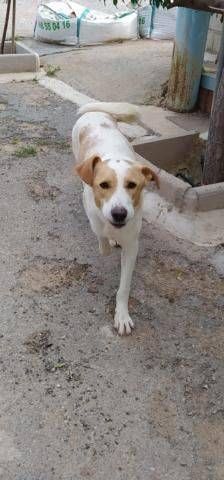 Dunkan – Mischling, Männchen, 3 Jahre 3 Monate, 65520 Bad Camberg – Foto 5