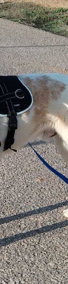 Dunkan – Mischling, Männchen, 3 Jahre 3 Monate, 65520 Bad Camberg – Foto 8