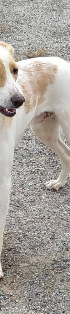 Dunkan – Mischling, Männchen, 3 Jahre 3 Monate, 65520 Bad Camberg – Foto 10