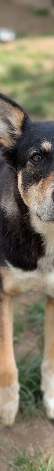 Yui – Mischling, Weibchen, 2 Jahre, 97525 Schwebheim – Foto 1