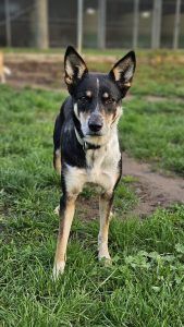 Yui – Mischling, Weibchen, 2 Jahre, 97525 Schwebheim – Foto 2