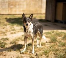 Yui – Mischling, Weibchen, 2 Jahre, 97525 Schwebheim – Foto 3