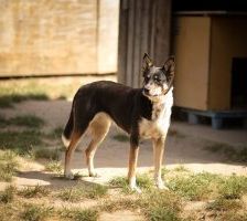Yui – Mischling, Weibchen, 2 Jahre, 97525 Schwebheim – Foto 4