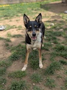 Yui – Mischling, Weibchen, 2 Jahre, 97525 Schwebheim – Foto 5