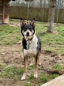 Yui – Mischling, Weibchen, 2 Jahre, 97525 Schwebheim – Foto 7
