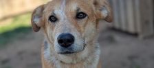 Yui – Mischling, Weibchen, 2 Jahre, 97525 Schwebheim – Foto 8