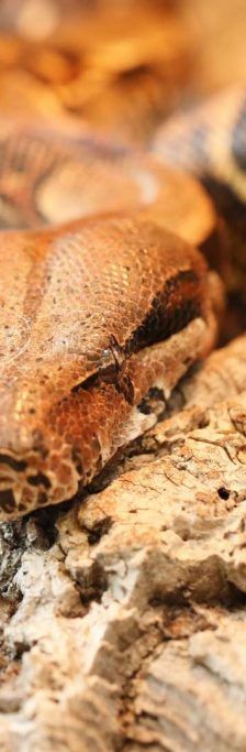 Medina – Abgottschlange (Boa constrictor), Weibchen, Alter unbekannt, 13057 Berlin – Foto 1