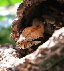 Medina – Abgottschlange (Boa constrictor), Weibchen, Alter unbekannt, 13057 Berlin – Foto 2