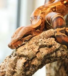 Medina – Abgottschlange (Boa constrictor), Weibchen, Alter unbekannt, 13057 Berlin – Foto 3