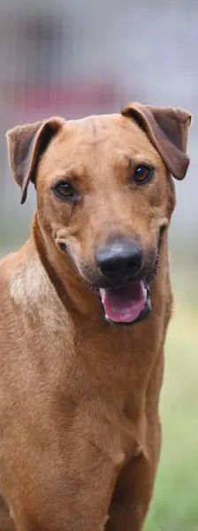 Gustav – Heideterrier, Männchen, 2 Jahre 10 Monate, 13057 Berlin – Foto 1