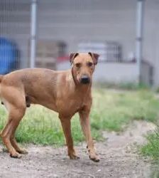 Gustav – Heideterrier, Männchen, 2 Jahre 10 Monate, 13057 Berlin – Foto 2