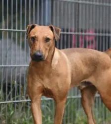Gustav – Heideterrier, Männchen, 2 Jahre 10 Monate, 13057 Berlin – Foto 3
