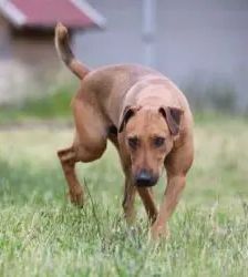 Gustav – Heideterrier, Männchen, 2 Jahre 10 Monate, 13057 Berlin – Foto 4
