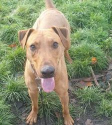 Gustav – Heideterrier, Männchen, 2 Jahre 10 Monate, 13057 Berlin – Foto 5