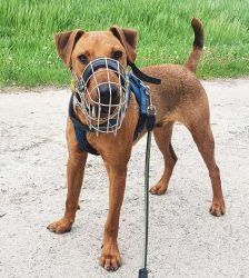 Gustav – Heideterrier, Männchen, 2 Jahre 10 Monate, 13057 Berlin – Foto 6