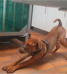 Gustav – Heideterrier, Männchen, 2 Jahre 10 Monate, 13057 Berlin – Foto 7